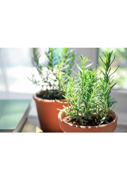 Biberiye Fide Fidanı 20-30 cm 5 Adet Rosmarinus Officinalis