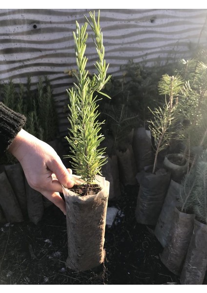 Biberiye Fide Fidanı 20-30 cm Rosmarinus Officinalis 1 Adet
