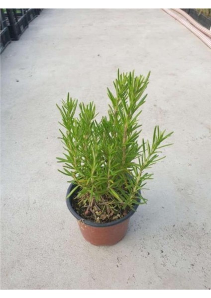 Biberiye ( Rosmarinus Officinalis ) Fidanı Saksıldıır