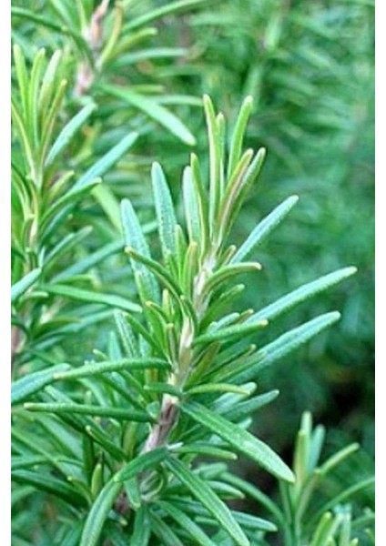 Biberiye Fidanı Saksılı 15-20 cm
