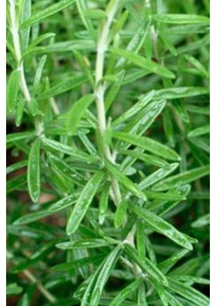 Biberiye Fidanı Saksılı 15-20 cm