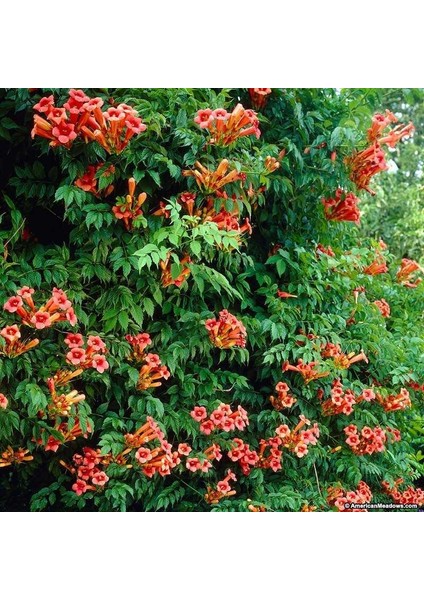 Acem Borusu Campsis Radicans Fidanı Somon 20-40 cm
