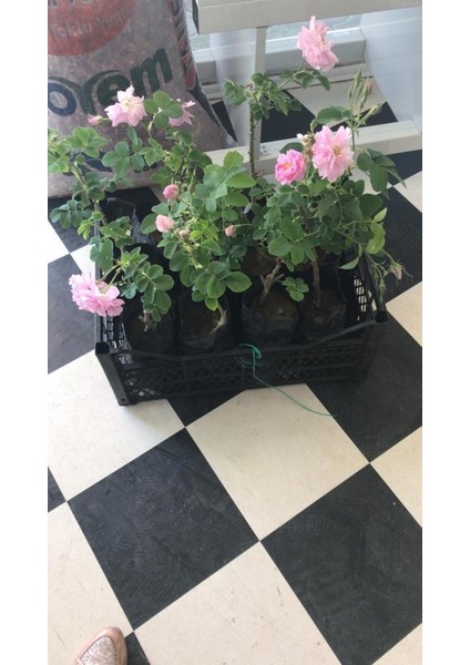 Geleneksel Kokulu Reçellik Pembe Isparta Yağ Gülü Fidanı 15-25 cm