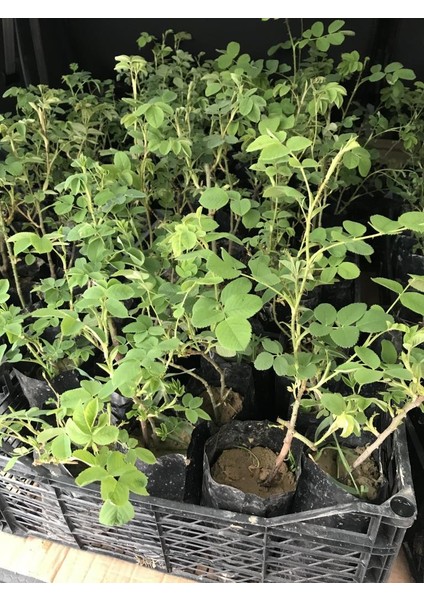 Geleneksel Kokulu Reçellik Pembe Isparta Yağ Gülü Fidanı 15-25 cm fiyatları