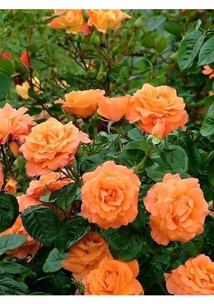 Somon Kayısı Yediveren Sarmaşık Gül Fidanı 15-25 cm N11.89
