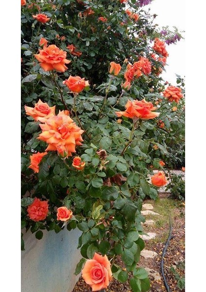 Somon Kayısı Yediveren Sarmaşık Gül Fidanı 15-25 cm N11.89