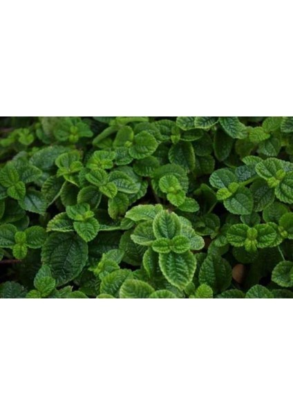 Nane Fidanı Saksılı 5-10 cm