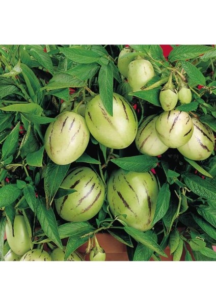 1 Adet Gül Fidanı 1 Adet Pepino Fidanı