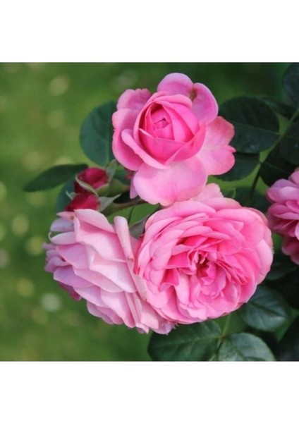 Tüplü Kokulu Reçellik Isparta Gülü Fidanı Rosa Damascena 10-20 cm
