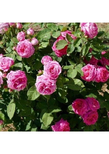 Tüplü Kokulu Reçellik Isparta Gülü Fidanı Rosa Damascena 10-20 cm