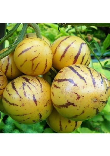 Saksıda Pepino Fidanı