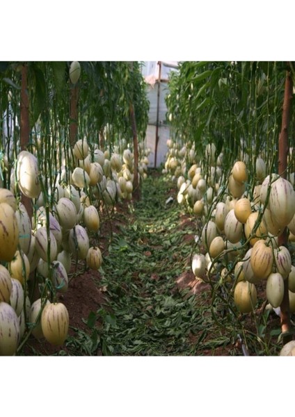 Saksıda Pepino Fidanı