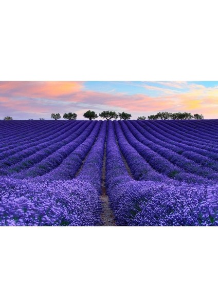 4 Adet Lavanta Fidanı fiyatları