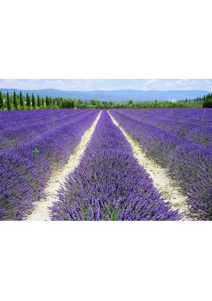 4 Adet Lavanta Fidanı modelleri