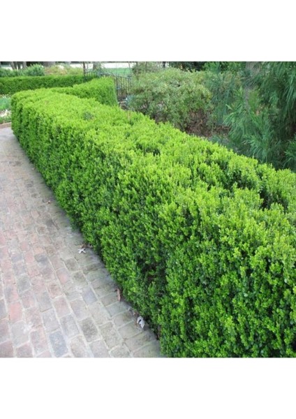 Şimşir (Buxus Sempervirens) Fidanı 20-40 cm