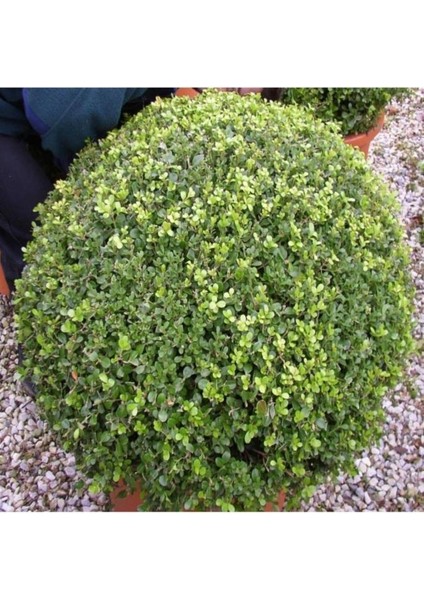 Şimşir (Buxus Sempervirens) Fidanı 20-40 cm