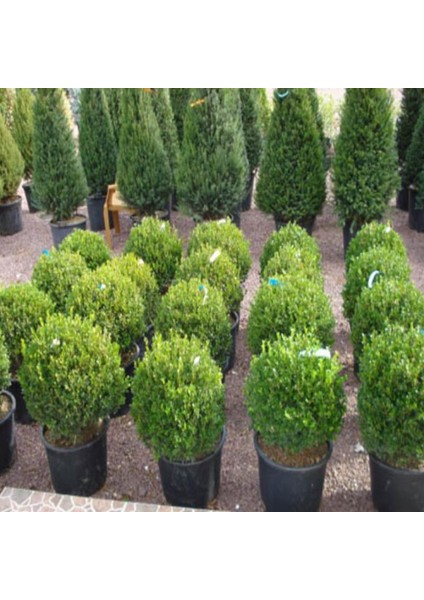 Şimşir (Buxus Sempervirens) Fidanı 20-40 cm