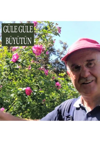 Gül Fidesi Isparta Gülü Fidesi