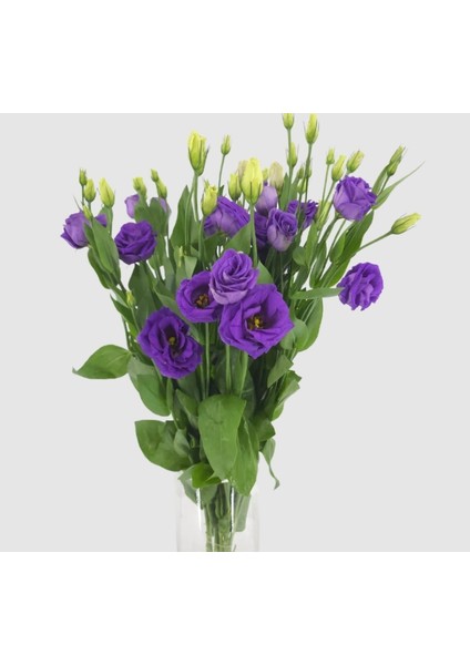 Lisianthus Tohumu ( Lale Gül ) Iri Çiçek Serisi - Mor ( 5 Tohum )