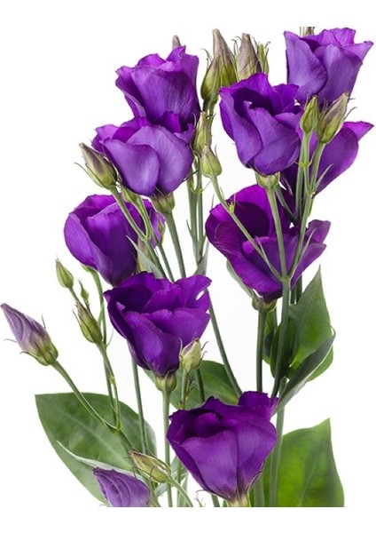 Lisianthus Tohumu ( Lale Gül ) Iri Çiçek Serisi - Mor ( 5 Tohum )