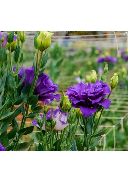 Lisianthus Tohumu ( Lale Gül ) Iri Çiçek Serisi - Mor ( 5 Tohum )