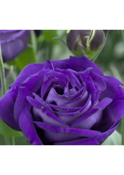 Lisianthus Tohumu ( Lale Gül ) Iri Çiçek Serisi - Mor ( 5 Tohum )