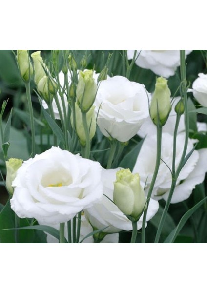 Lisianthus Tohumu ( Lale Gül ) Iri Çiçek Serisi - Beyaz ( 5 Tohum )