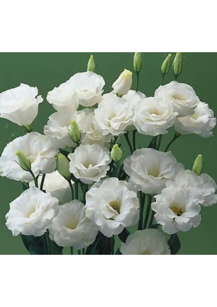 Lisianthus Tohumu ( Lale Gül ) Iri Çiçek Serisi - Beyaz ( 5 Tohum )