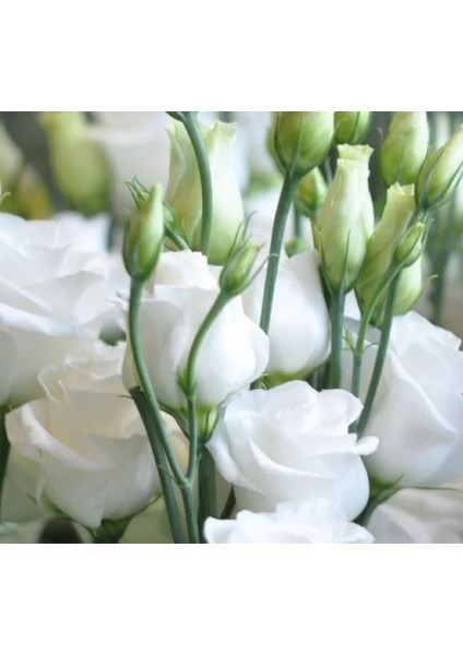 Lisianthus Tohumu ( Lale Gül ) Iri Çiçek Serisi - Beyaz ( 5 Tohum )