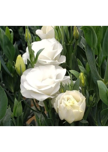 Lisianthus Tohumu ( Lale Gül ) Iri Çiçek Serisi - Beyaz ( 5 Tohum )