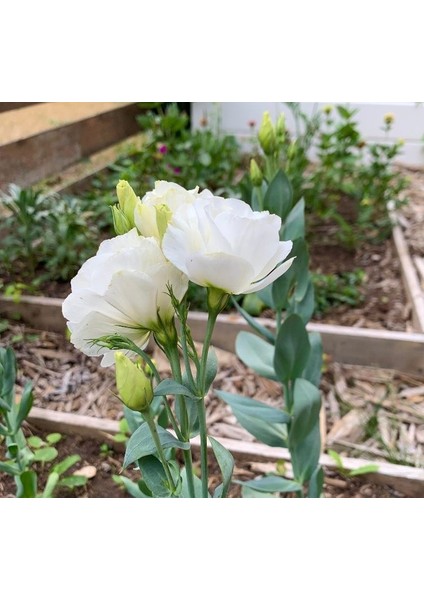 Lisianthus Tohumu ( Lale Gül ) Iri Çiçek Serisi - Beyaz ( 5 Tohum )