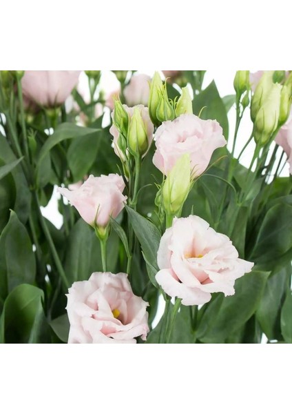 Lisianthus Tohumu ( Lale Gül ) Iri Çiçek Serisi - Açık Pembe ( 5 Tohum )