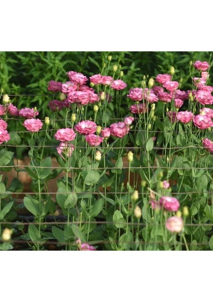 Lisianthus Tohumu ( Lale Gül ) Iri Çiçek Serisi - Pembe ( 5 Tohum )