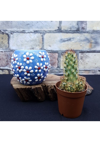 Papatya Desen Mini Çini Saksılar,6 Model,kaktüs