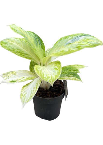 Aglaonema 'Arctic Lime' (Çin Herdemyeşili)