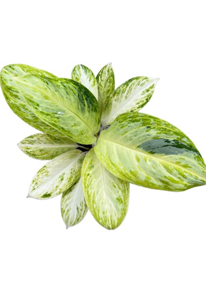Aglaonema 'Arctic Lime' (Çin Herdemyeşili)