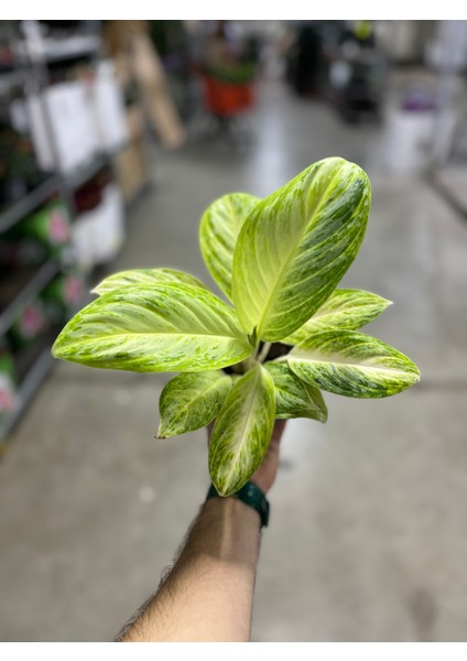 Aglaonema 'Arctic Lime' (Çin Herdemyeşili)