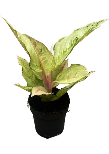 Aglaonema 'chartreuse Pretty'