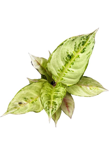 Aglaonema 'chartreuse Pretty'