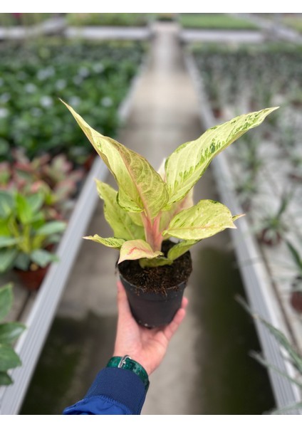 Aglaonema 'chartreuse Pretty'