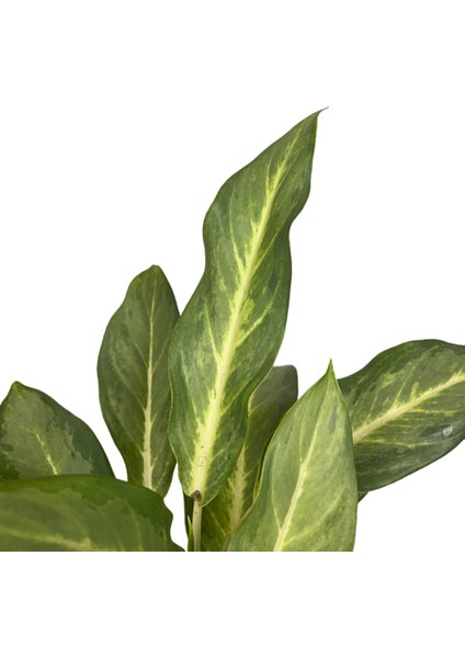 Aglaonema 'Ghost Frosted' (Çin Herdemyeşili)