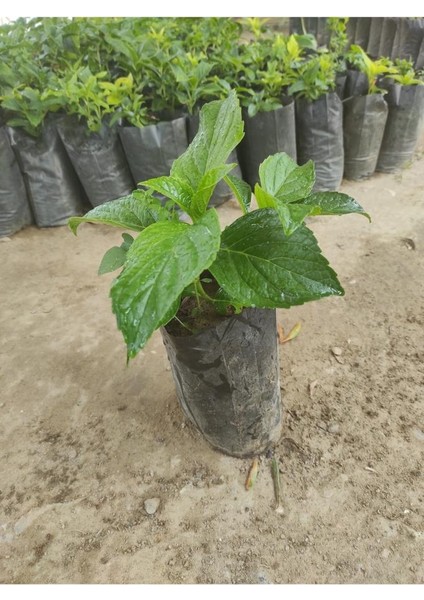 Ortanca Fidanı 10- 20 cm