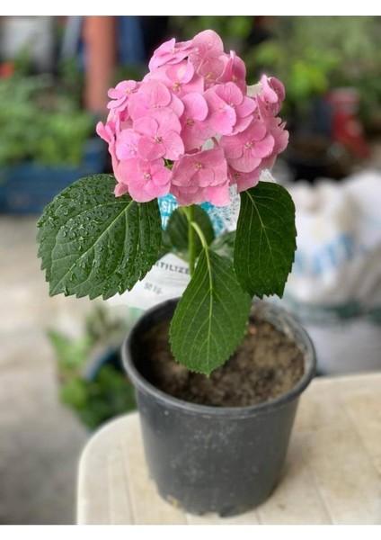 3 Adet Pembe Ortanca Fidanı