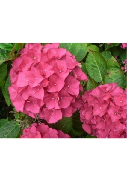 Hydrangea Macrophylla Ortanca Fidanı 10-20 cm