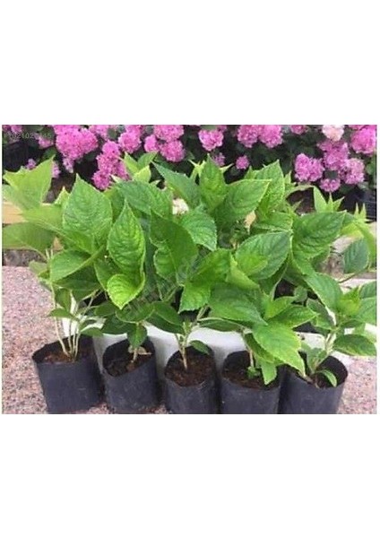 Beyaz Ortanca Fidanı Fidesi 10 30 cm Hydrangea Macrophylla White