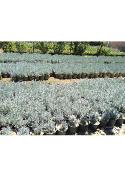 Üretim Saksılı Lavanta Fidanı fiyatları