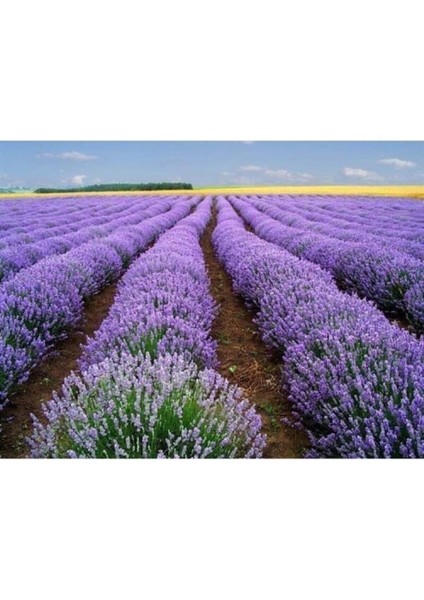 Üretim Saksılı Lavanta Fidanı modelleri