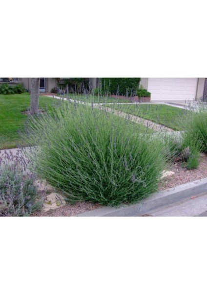 Yoğun Kokulu (Lavandula x Intermedia), Saksıda Lavanta Fidanı, Büyük Boy,