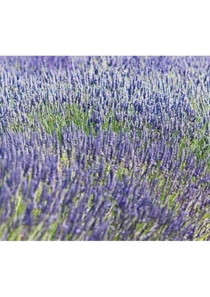 Yoğun Kokulu (Lavandula x Intermedia), Saksıda Lavanta Fidanı, Büyük Boy, modelleri