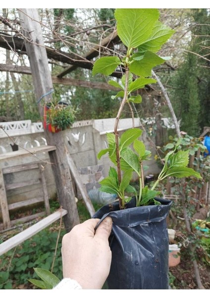 Tüplü Ortanca Çiçeği Fidanı, fırsatları
